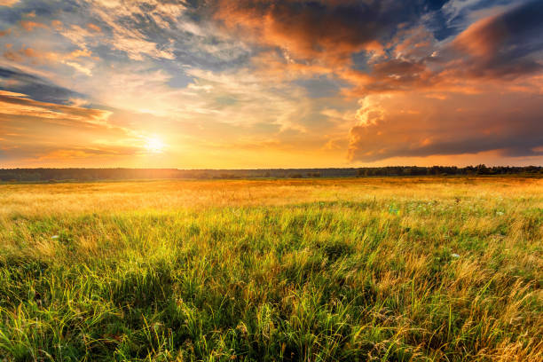 paesaggio al tramonto con pianura e foresta - green environmental conservation meadow wind foto e immagini stock