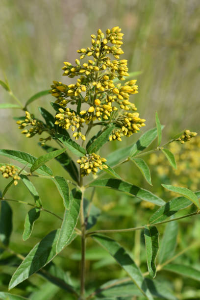 istock Garden loosestrife 1130887153