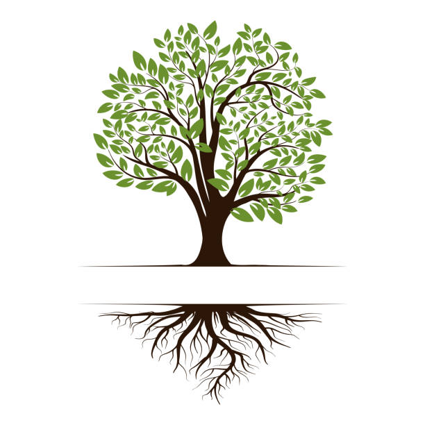logo eines grünen lebensbaums mit wurzeln und blättern. vektordarstellung auf weißem hintergrund isoliert. - tree stock-grafiken, -clipart, -cartoons und -symbole