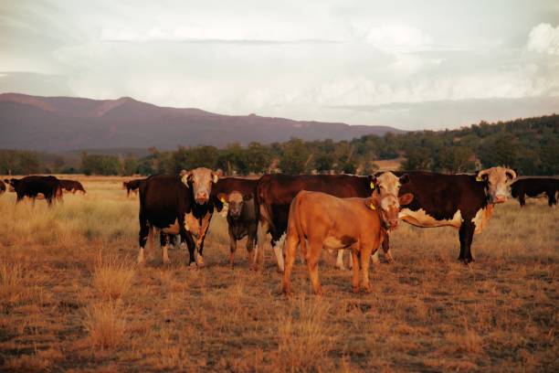 istock Herd of beef cattle at sunset in the field 1130887941