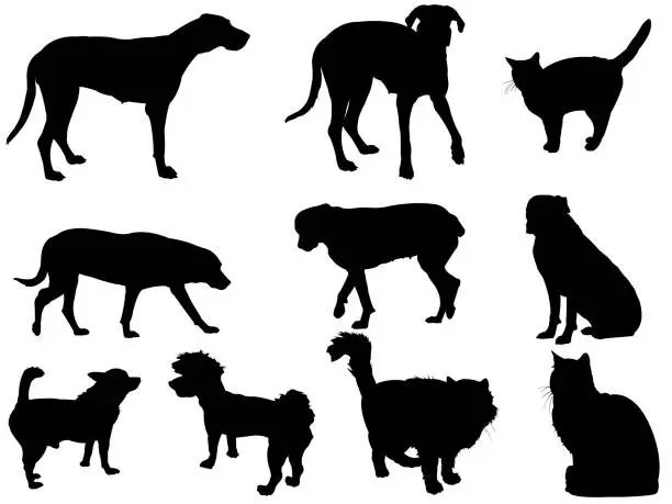 Vector illustration of Fluffy cats with whiskers and purebred dogs as vector