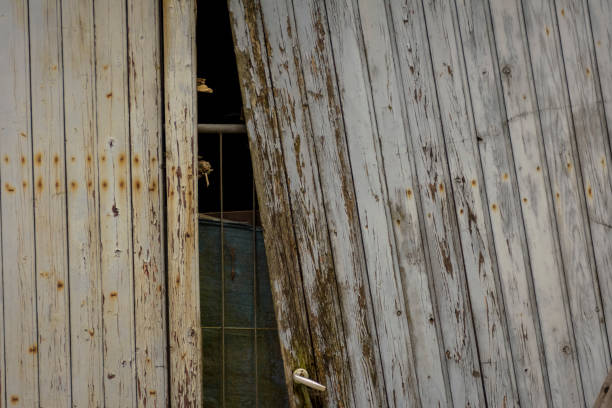 istock Old weather beaten garage door with small opening 1130888954