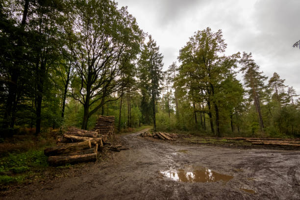 strada sterrata con tronco dal disboscamento nella foresta di begian - mud terrain foto e immagini stock