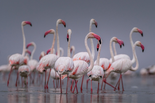 This image of Flamingo is taken at Gujarat in India.
