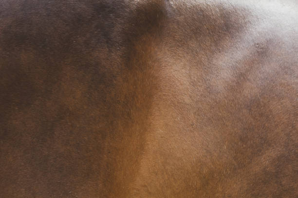 istock Closeup of horse 1130889623