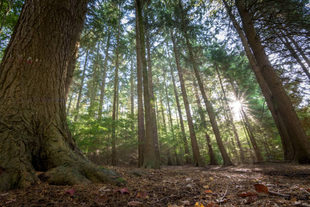 istock Pine tree forest shot from low perspective with morning sunlight comming thourgh 1130889676