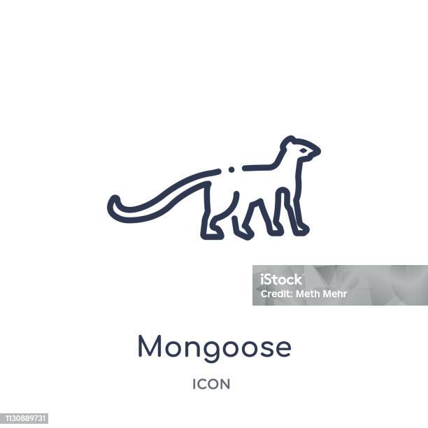 Linear Mongoose Icon From Animals And Wildlife Outline Collection Thin Line Mongoose Vector Isolated On White Background Mongoose Trendy Illustration Stock Illustration - Download Image Now