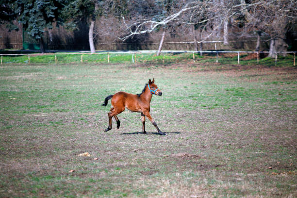Beautiful thoroughbred mare and foal grazing and playing together at rural equestrian farm