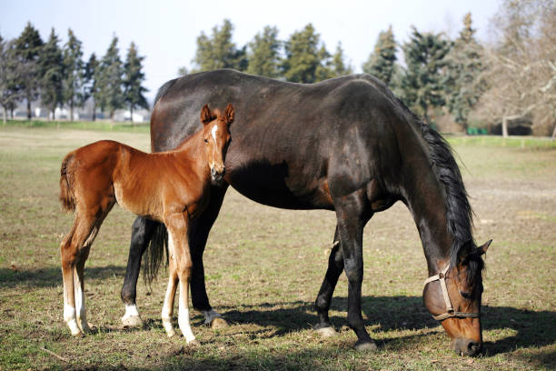 istock Mare with  few weeks old foal on pasture close-up 1130889893