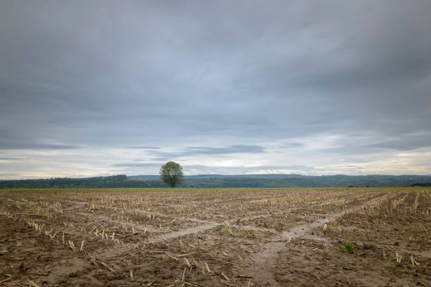 istock Harvested corn field lying in the dark Ardennes Belgium 1130889922
