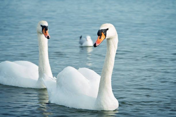 istock White swans on the sea. Wildlife. Ocean. 1130890046