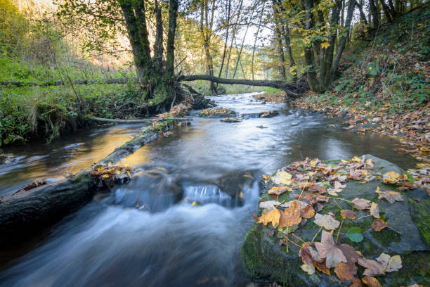 Photo of Small forest stream with the fallen leafs in wild autumn scenery
