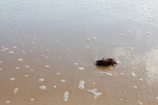 At low tide, one can observe in the sand bed a rock covered with algae that contrasts with the colors of the sand and the water that is in retreat.