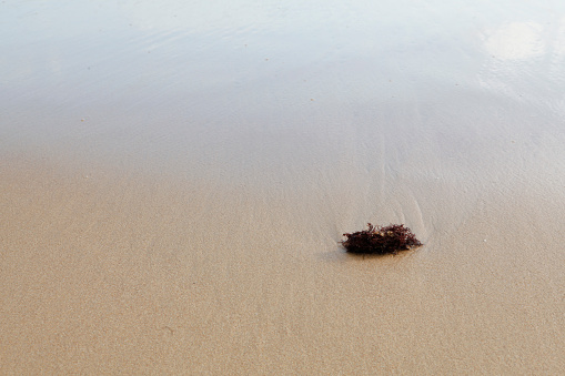Seaweed on a sandy bottom