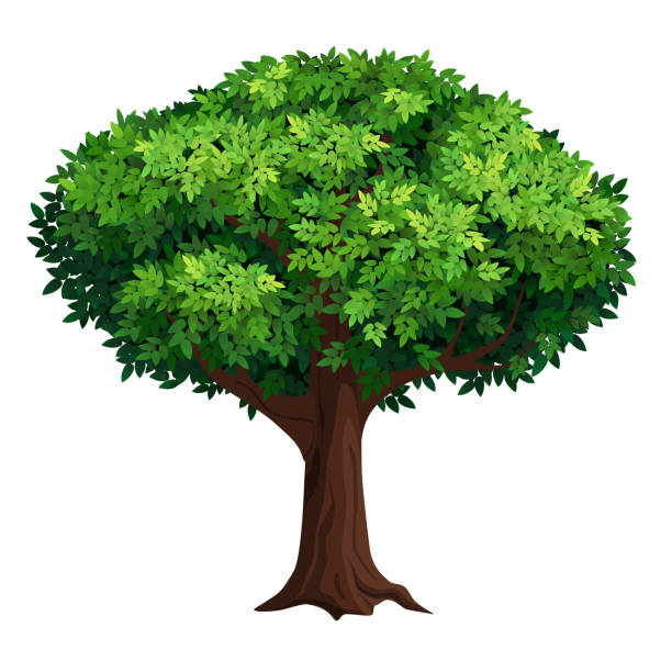 두꺼운 왕관이 있는 커다란 나무. - spring oak tree leaf oak leaf stock illustrations