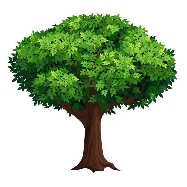 Vector illustration of A large tree with a thick crown.