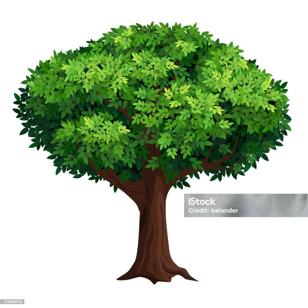 Một Cái Cây Lớn Với Vương Miện Dày Hình minh họa Sẵn có - Tải ...