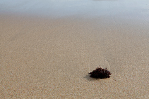 Seaweed on a sandy bottom