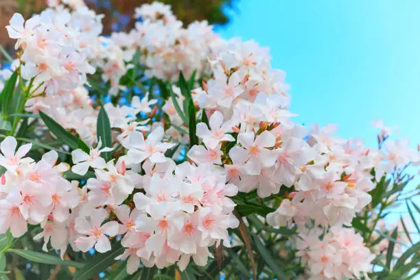 Photo of white oleander in bloom, green leaves