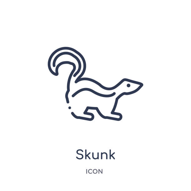 동물 개요 컬렉션에서 선형 스컹크 아이콘입니다. 얇은 라인 스컹크 아이콘 흰색 배경에 고립입니다. 스컹크 유행 그림 - skunk stock illustrations