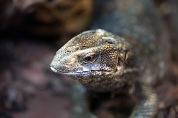 istock The Savannah Monitor 1130892396