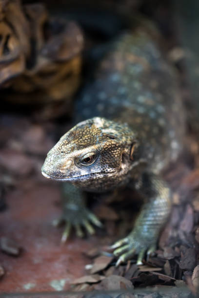 istock The Savannah Monitor 1130892403