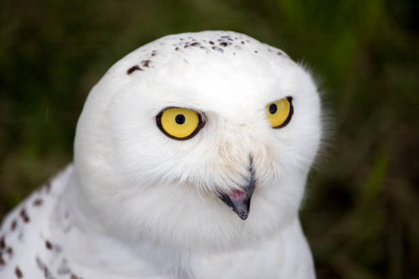 istock Snowy Owl - Bubo scandiacus 1130892430