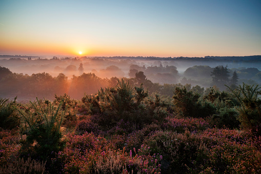 A spectacular sunrise lights up the heather-clad Surrey Hills.