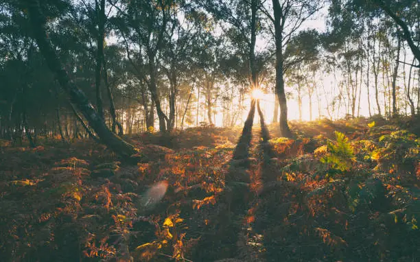 Early morning sunlight illuminates bracken and trees in the Surrey Hills.