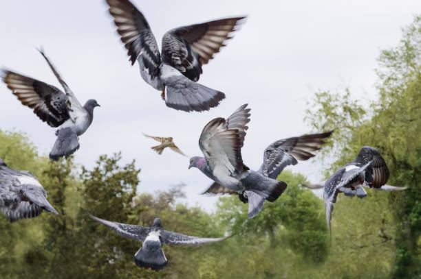a flock of pigeons flew to the sky. - common wood pigeon imagens e fotografias de stock