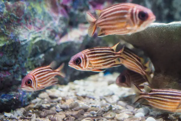 Redcoat squirrel fish in marine aquarium