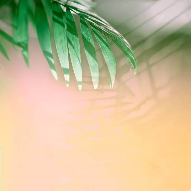 istock Stripes of tropical palm leaves texture with sun rays, greenery background. 1130895359