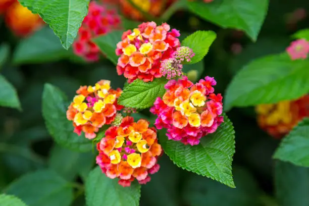 Photo of Pink and yellow lantana flowers at sunset