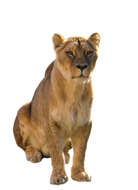 istock A lioness sitting on the grass and looking straight ahead 1130895713