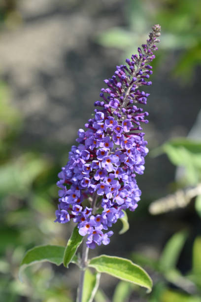 Summer lilac Summer lilac- Latin name - Buddleja davidii buddleia blue stock pictures, royalty-free photos & images