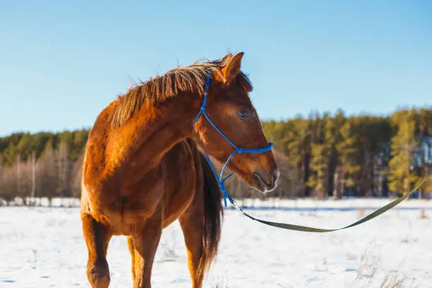 Photo of Red horse in a winter snowy field