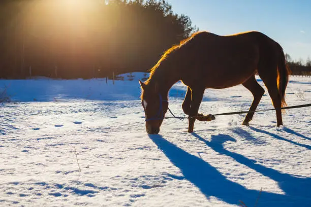 Photo of Foal in a sunny winter field trots