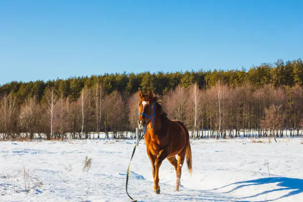 Photo of Foal in a sunny winter field trots