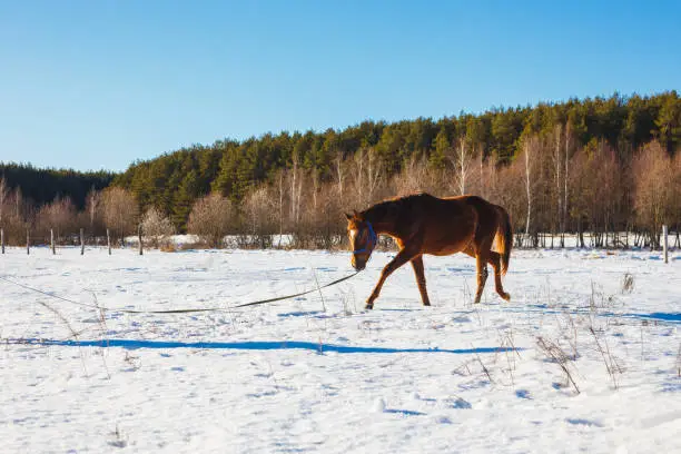 Photo of Foal in a sunny winter field trots