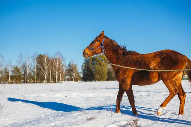 Photo of Red horse in a winter snowy field