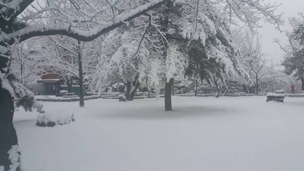 istock snow on ground and tree branches in winter snowfall season 1130897949