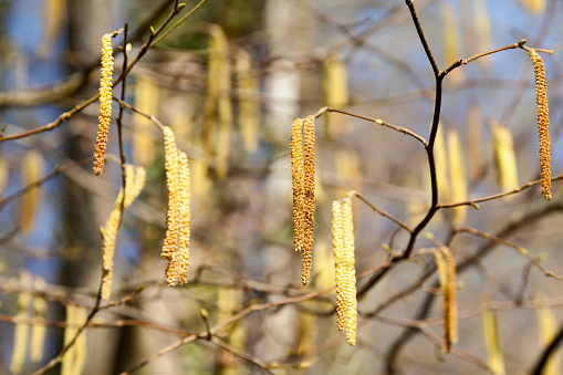 Close-up on male catkins on common hazel.