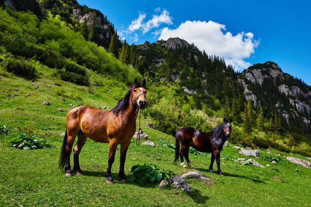 horses in nature in springtime.photo taken in Carpathian mountains.