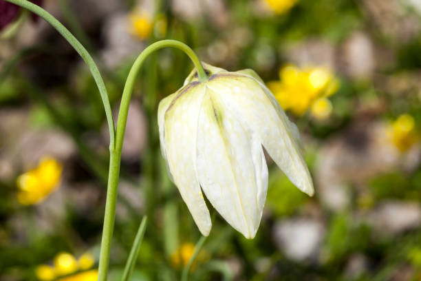 Fritillaria meleagris alba commonly known as snake's head fritillary a common spring flowering bulb plant