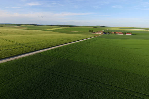 istock Aerial view of wheat fields in spring 1130900961