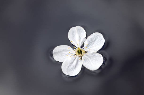 cherry flower isolated on blue water surface