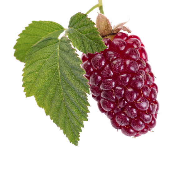 istock Fresh fruit blackberries with leaves isolated on white 1130901364