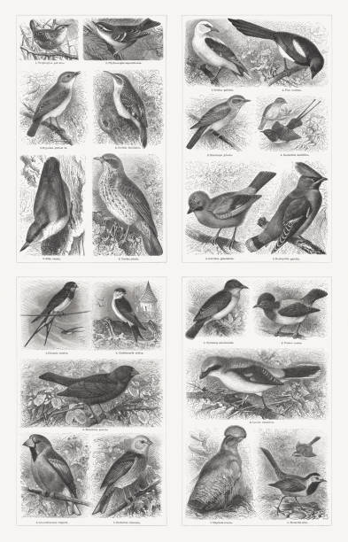 illustrazioni stock, clip art, cartoni animati e icone di tendenza di uccelli persico (passeriformes), incisioni in legno, pubblicate nel 1897 - cowbird