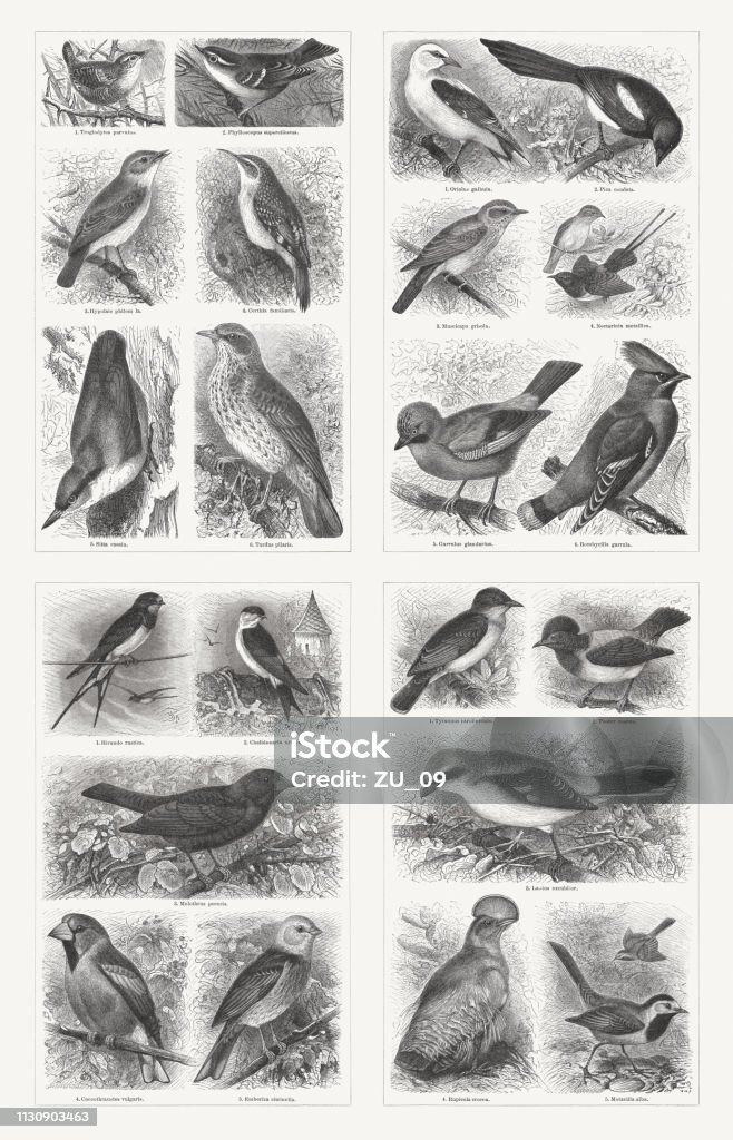 Perching birds (Passeriformes), wood engravings, published in 1897 Perching birds (Passeriformes), top, left: 1) Eurasian wren (Troglodytes troglodytes, or Troglodytes parvulus); 2) Pallas's leaf warbler (Phylloscopus proregulus, or Phylloscopus superciliosus); 3) Fitis (Phylloscopus trochilus, or Hypolais philom la.); 4) Eurasian treecreeper (Certhia familiaris); 5) Eurasian nuthatch (Sitta europaea, or Sitta caesia); 6) Fieldfare (Turdus pilaris). Top, right: 1) Eurasian golden oriole (Oriolus oriolus, or Oriolus galbula); 2) Eurasian magpie (Pica pica, or Pica caudata); 3) Spotted flycatcher (Muscicapa striata, or Muscicapa grisola); 4) Sunbird (Nectarinia metallica); 5) Eurasian jay (Garrulus glandarius); 6)Bohemian waxwing (Bombycilla garrulus, or Bombycilla garrula). Bottom, left: 1) Barn swallow (Hirundo rustica); 2) House martin (Delichon urbicum, or Chelidonaria urbica); 3) Brown-headed cowbird  (Molothrus ater, or Molothrus pecoris); 4) Hawfinch (Coccothraustes coccothraustes, or Coccothraustes vulgaris); 5) Yellowhammer (Emberiza citrinella. Bottom right: 1) Eastern kingbird (Tyrannus tyrannus, or Tyrannus carolinensis); 2) Rosy starling (Pastor roseus); 3) Great grey shrike (Lanius excubitor); 4) Guianan cock-of-the-rock (Rupicola crocea); 5) White wagtail (Motacilla alba). Wood engravings, published in 1897. Eastern Kingbird stock illustration