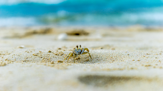 Little crab on a beach